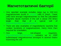 Магнетотактичні бактерії One reported example includes large (up to 200 nm) m...