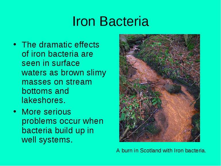 Iron Bacteria The dramatic effects of iron bacteria are seen in surface water...