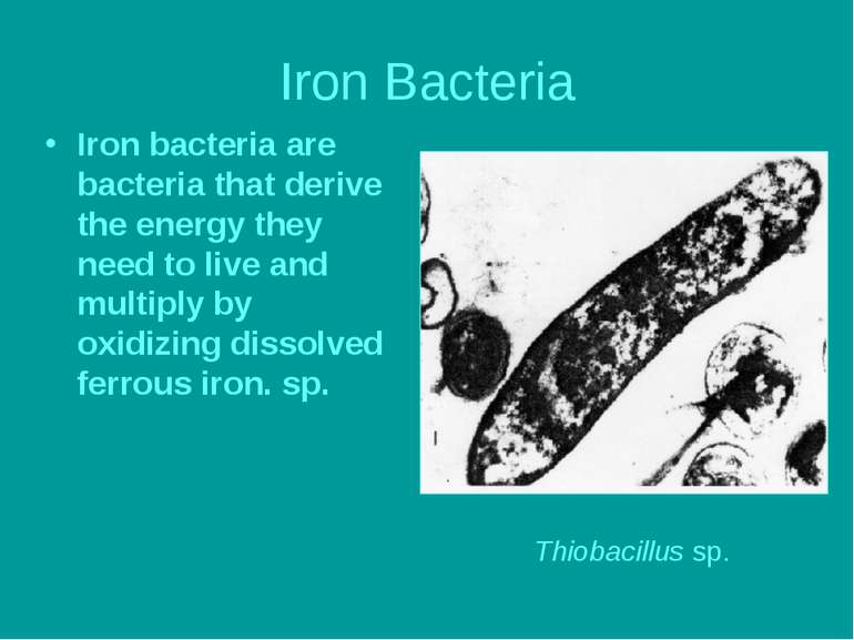 Iron Bacteria Iron bacteria are bacteria that derive the energy they need to ...