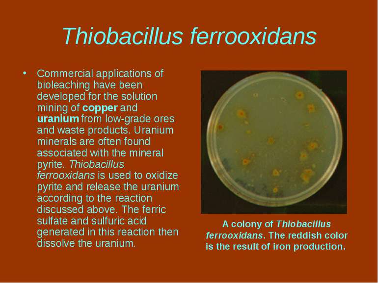 Thiobacillus ferrooxidans Commercial applications of bioleaching have been de...