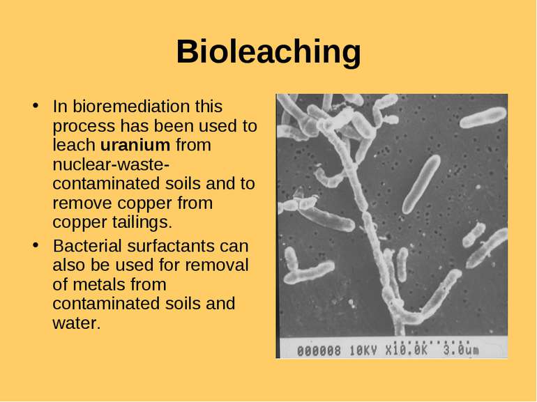 Bioleaching In bioremediation this process has been used to leach uranium fro...