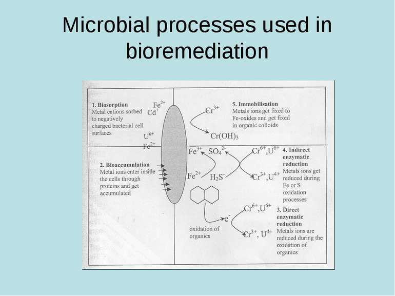 Microbial processes used in bioremediation