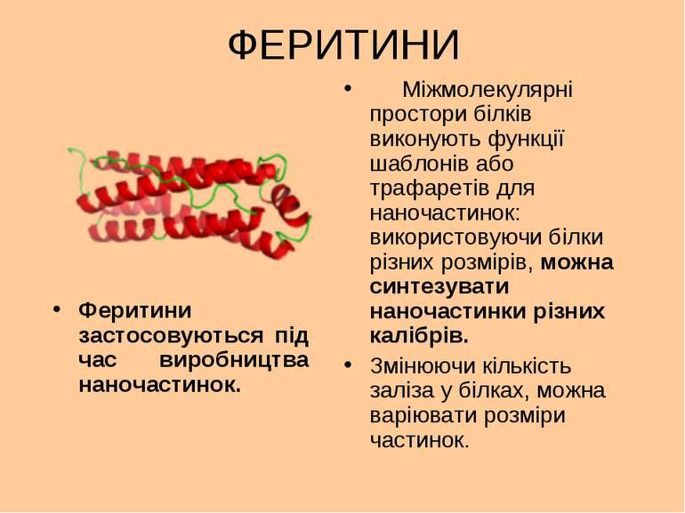 ФЕРИТИНИ Міжмолекулярні простори білків виконують функції шаблонів або трафар...