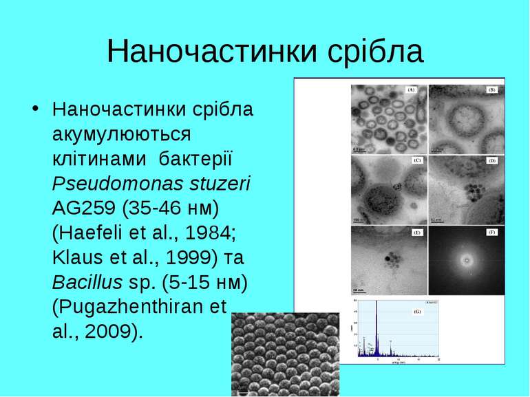 Наночастинки срібла Наночастинки срібла акумулюються клітинами бактерії Pseud...