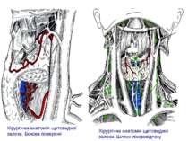 Хірургічна анатомія щитовидної залози. Шляхи лімфовідтоку Хірургічна анатомія...