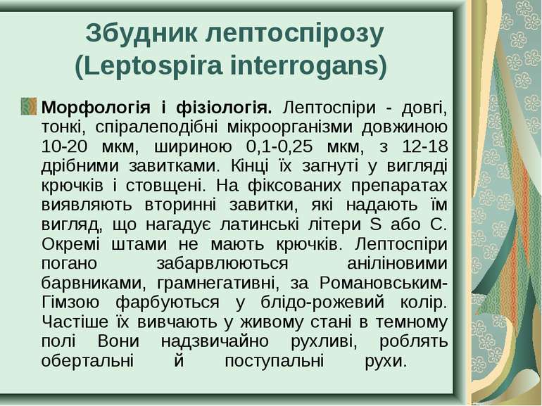Збудник лептоспірозу (Leptospira interrogans) Морфологія і фізіологія. Лептос...