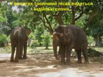 У вологих тропічний лісах водяться індійські слони
