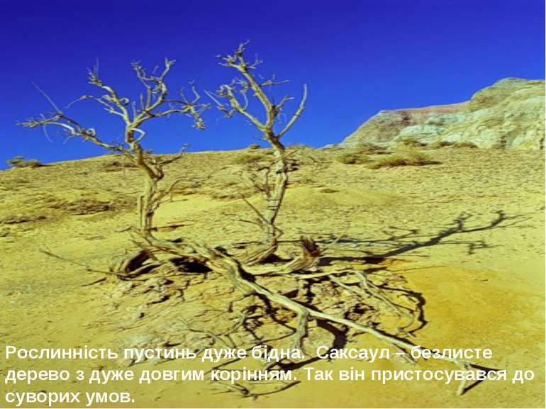 Рослинність пустинь дуже бідна. Саксаул – безлисте дерево з дуже довгим корін...