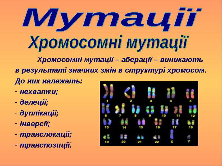 Хромосомні мутації – аберації – виникають в результаті значних змін в структу...