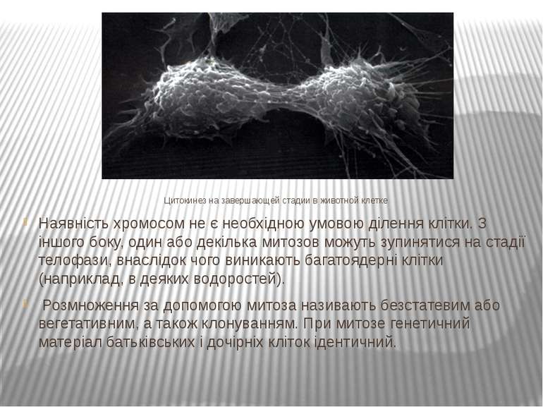 Цитокинез на завершающей стадии в животной клетке Наявність хромосом не є нео...
