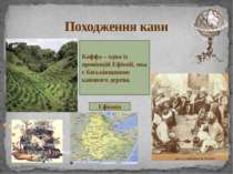 Походження кави Ефіопія Каффа – одна із провінцій Ефіопії, яка є батьківщиною...