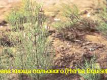 Трава хвоща польового (Herba Equiseti)