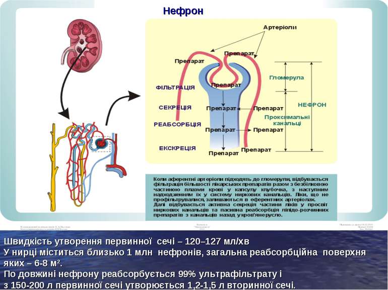 Нефрон Швидкість утворення первинної сечі – 120–127 мл/хв У нирці міститься б...