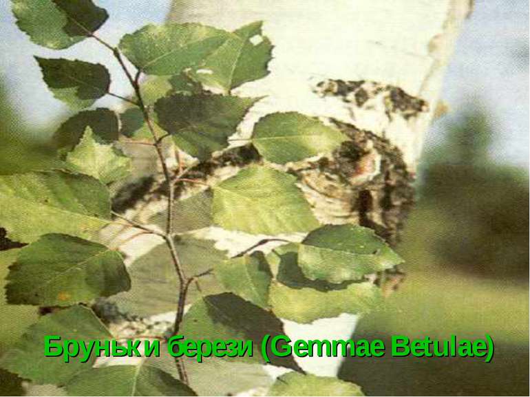 Бруньки берези (Gemmae Betulae)