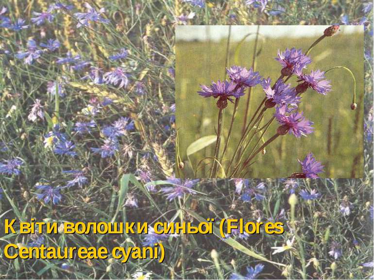 Квіти волошки синьої (Flores Centaureae cyani)