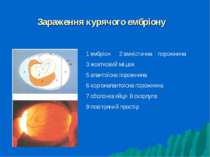 Зараження курячого ембріону 1 ембріон 2 амніотична порожнина 3 жовтковий мішо...