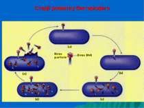 Стадії розвитку бактеріофага