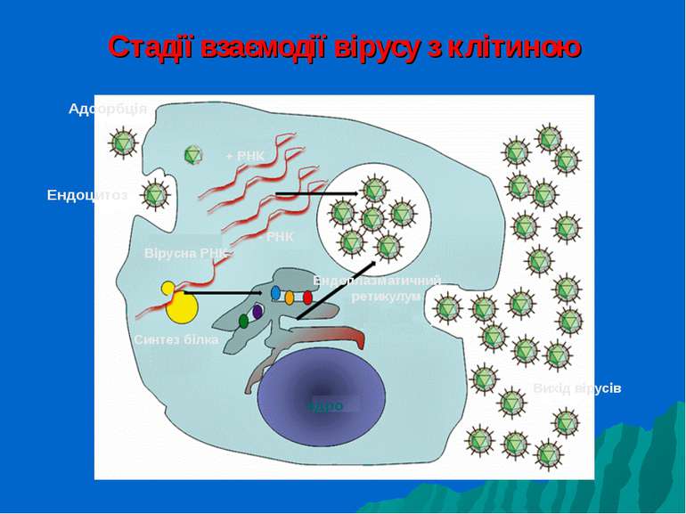 Стадії взаємодії вірусу з клітиною Адсорбція Ендоцитоз ядро Вірусна РНК + РНК...