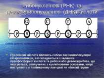 Рибонуклеїнові (РНК) та дезоксирибонуклеїнові (ДНК) кислоти Нуклеїнові кислот...