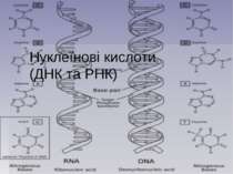 Нуклеїнові кислоти(ДНК та РНК)