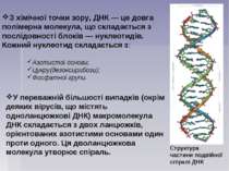 З хімічної точки зору, ДНК — це довга полімерна молекула, що складається з по...