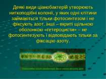 Деякі види ціанобактерій утворюють ниткоподібні колонії, у яких одні клітини ...