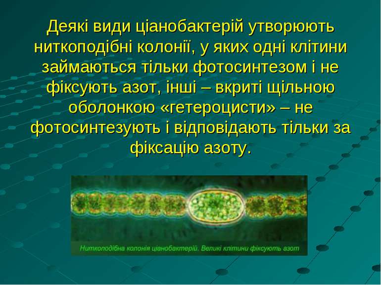 Деякі види ціанобактерій утворюють ниткоподібні колонії, у яких одні клітини ...