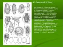 Рис. Інфузорії: 1 – Paramecium bursaria; 2. – Paramecium caudatum; 3 – Colpid...