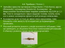 4.4. Хробаки ( Vermes ) Звичайно присутні щетинкові (Olіgochaeta і Polychaeta...