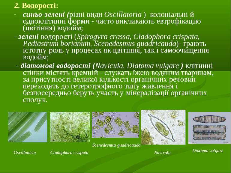 2. Водорості: синьо-зелені (різні види Oscіllatorіa ) колоніальні й однокліти...
