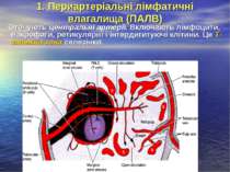 1. Периартеріальні лімфатичні влагалища (ПАЛВ) Оточують центральні артерії. В...