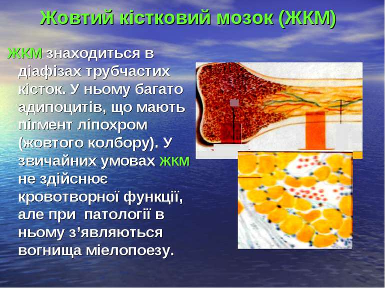 Жовтий кістковий мозок (ЖКМ) ЖКМ знаходиться в діафізах трубчастих кісток. У ...