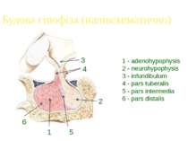 Будова гіпофіза (напівсхематично) 1 - adenohypophysis 2 - neurohypophysis 3 -...
