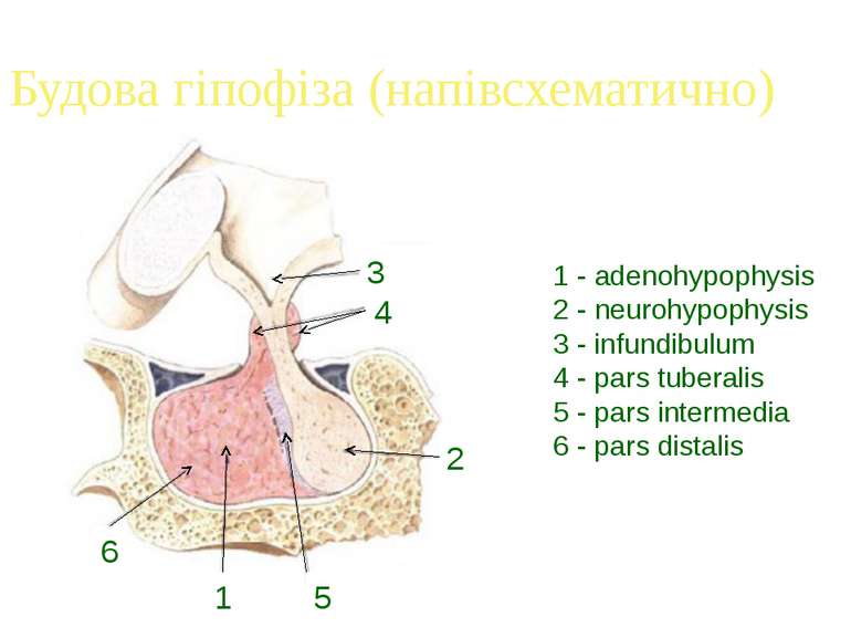 Будова гіпофіза (напівсхематично) 1 - adenohypophysis 2 - neurohypophysis 3 -...