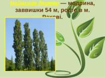 Найвище дерево — модрина, заввишки 54 м, росте в м. Рахові.