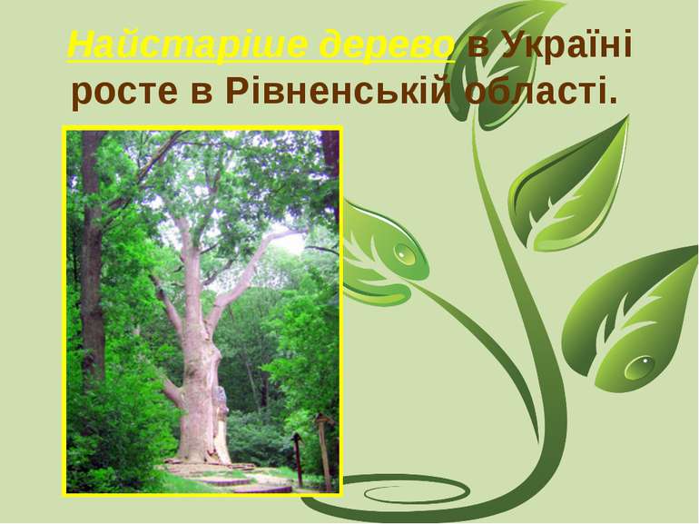 Найстаріше дерево в Україні росте в Рівненській області.