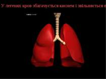 У легенях кров збагачується киснем і звільняється від вуглекислого газу.