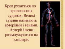 Кров рухається по кровоносних судинах. Великі судини називають артеріями і ве...
