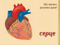 Що змушує рухатись кров? серце