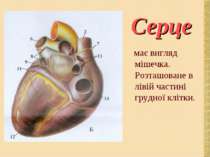 має вигляд мішечка. Розташоване в лівій частині грудної клітки. Серце
