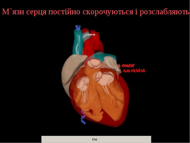 М`язи серця постійно скорочуються і розслабляються.
