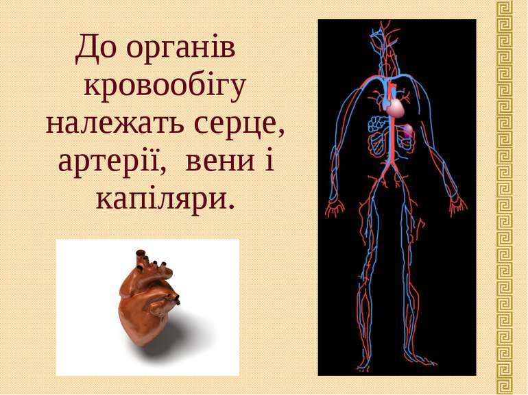 До органів кровообігу належать серце, артерії, вени і капіляри.
