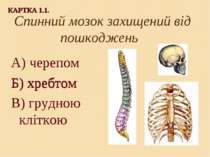 Спинний мозок захищений від пошкоджень А) черепом Б) хребтом В) грудною клітк...