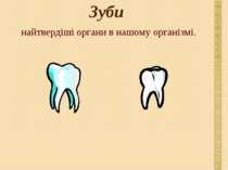 Зуби найтвердіші органи в нашому організмі.