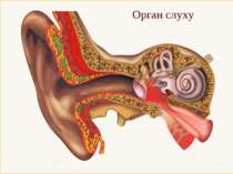 Орган слуху