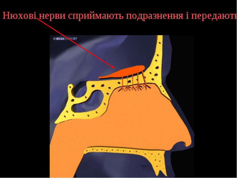 Нюхові нерви сприймають подразнення і передають їх у головний мозок.