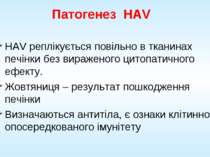 Патогенез HAV HAV реплікується повільно в тканинах печінки без вираженого цит...