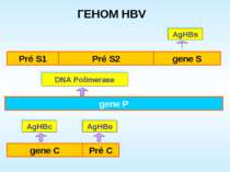gene P AgHBe AgHBc AgHBs DNA Polimerase ГЕНОМ HBV