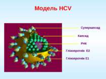 Модель HCV Суперкапсид Капсид РНК Глікопротеїн E2 Глікопротеїн E1