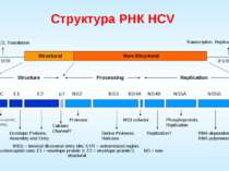 Структура РНК HCV Structural Non-Structural Structure Processing Replication ...